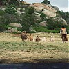 La_Brea_102_1624.jpg