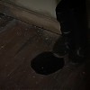 Filename=1111.jpg
Filesize=97KiB
Dimensions=1920x1080
Date added=Jan 26, 2017 1111.jpg
