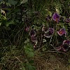 Filename=0359.jpg
Filesize=530KiB
Dimensions=1920x1080
Date added=Sep 24, 2021 0359.jpg